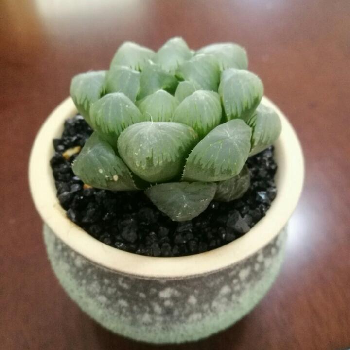 新手小白想变大神