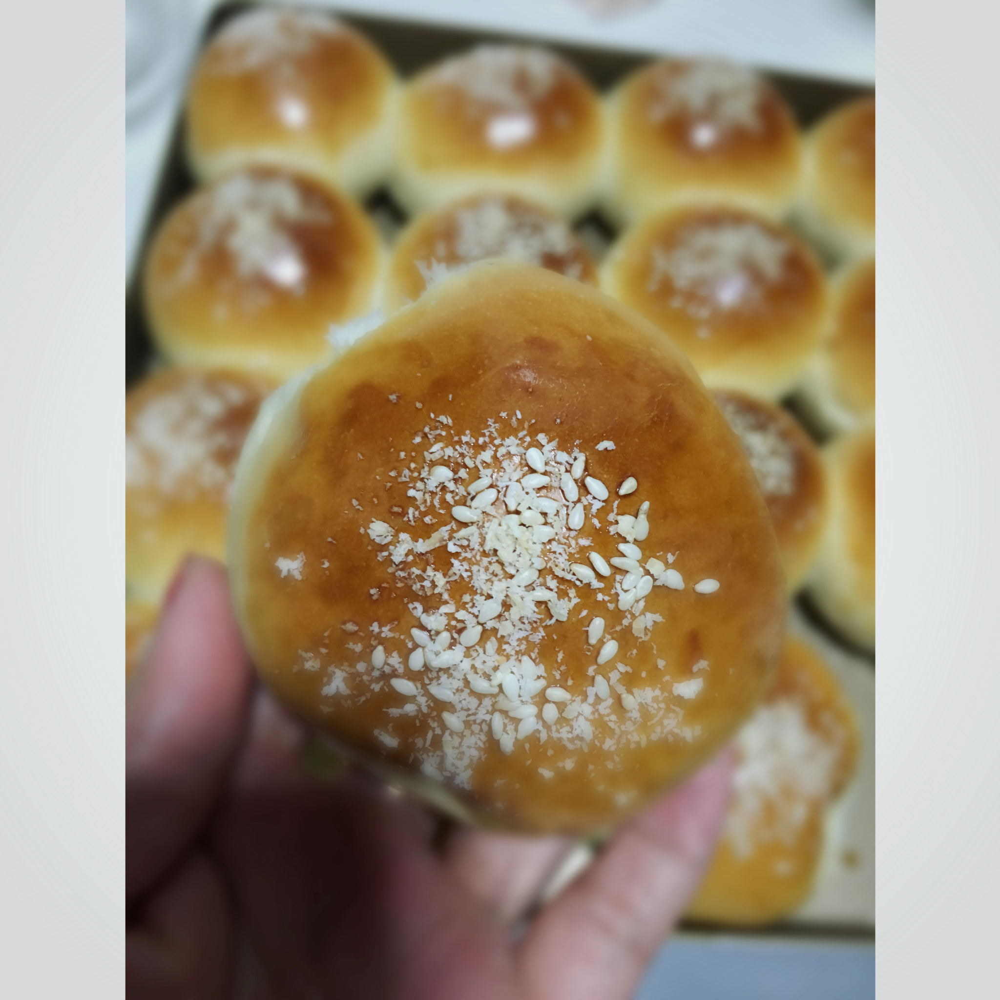 鲜奶油小餐包（一次发酵）