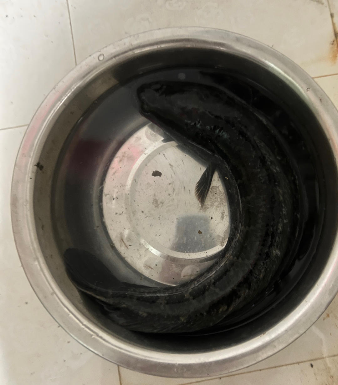 酸菜鱼…零失败做法又鲜又嫩