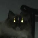 嚎猫