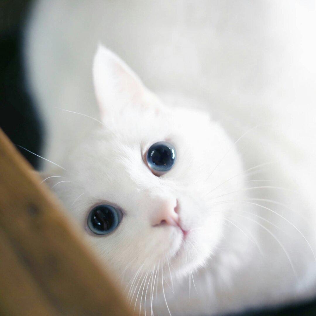 粥小白