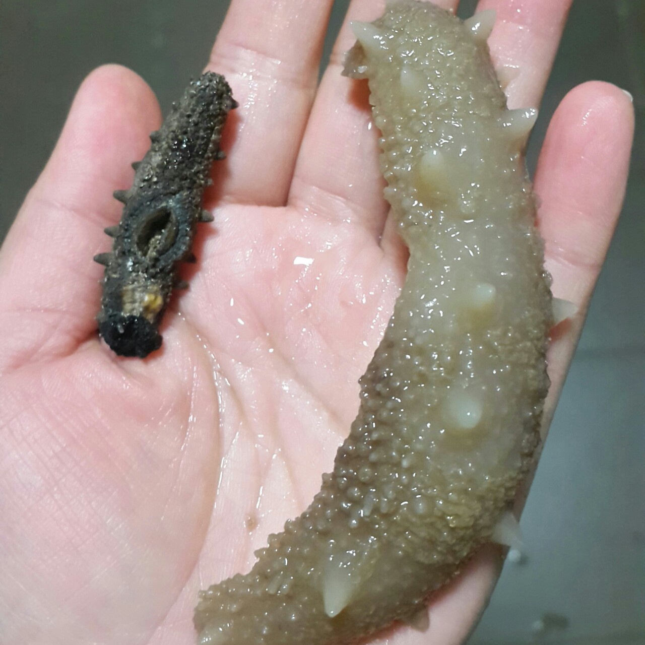 海参泡发攻略