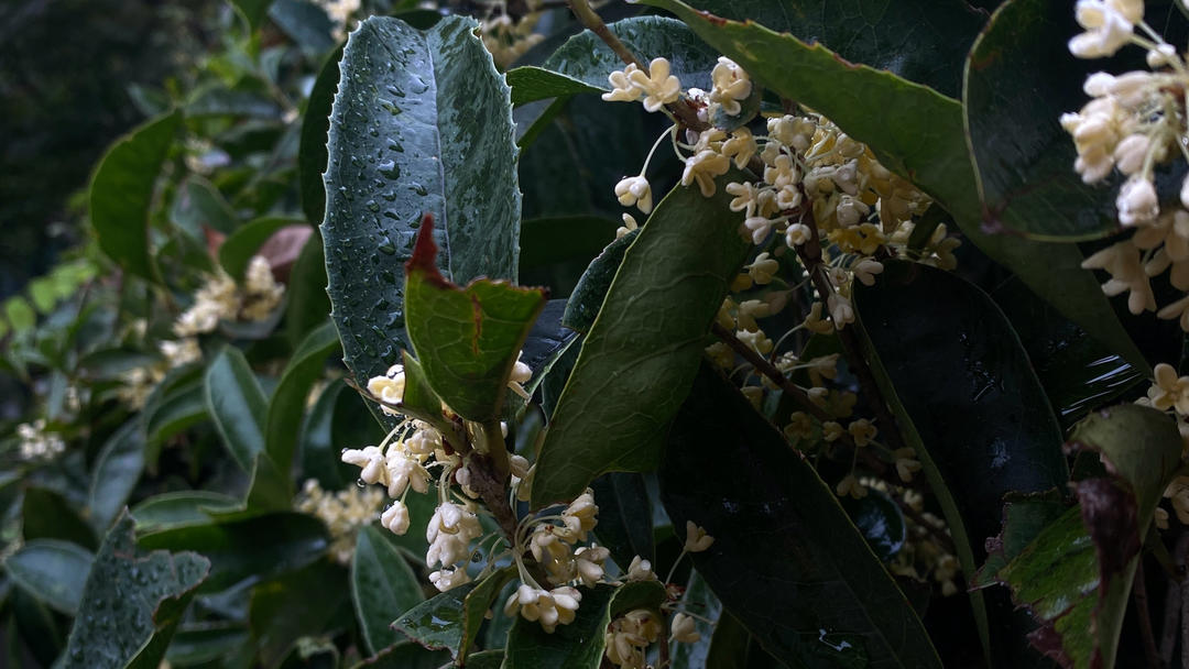 糖桂花/桂花蜜(干桂花制作)