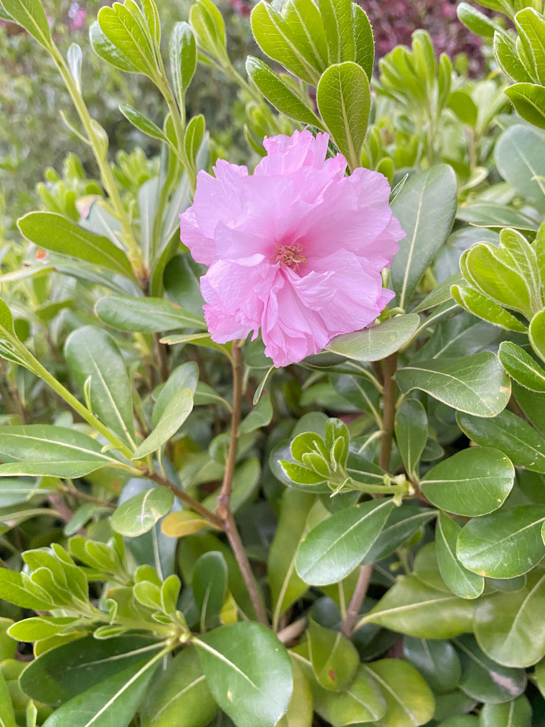 瑞瑞爱吃呀
