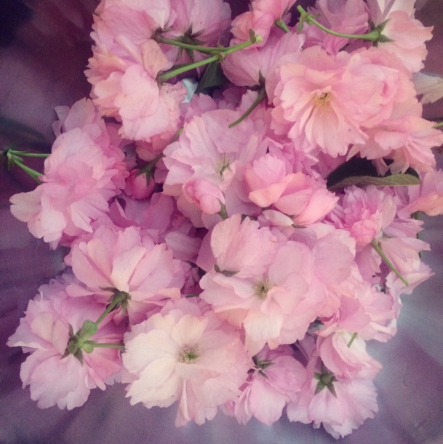 盐渍樱花