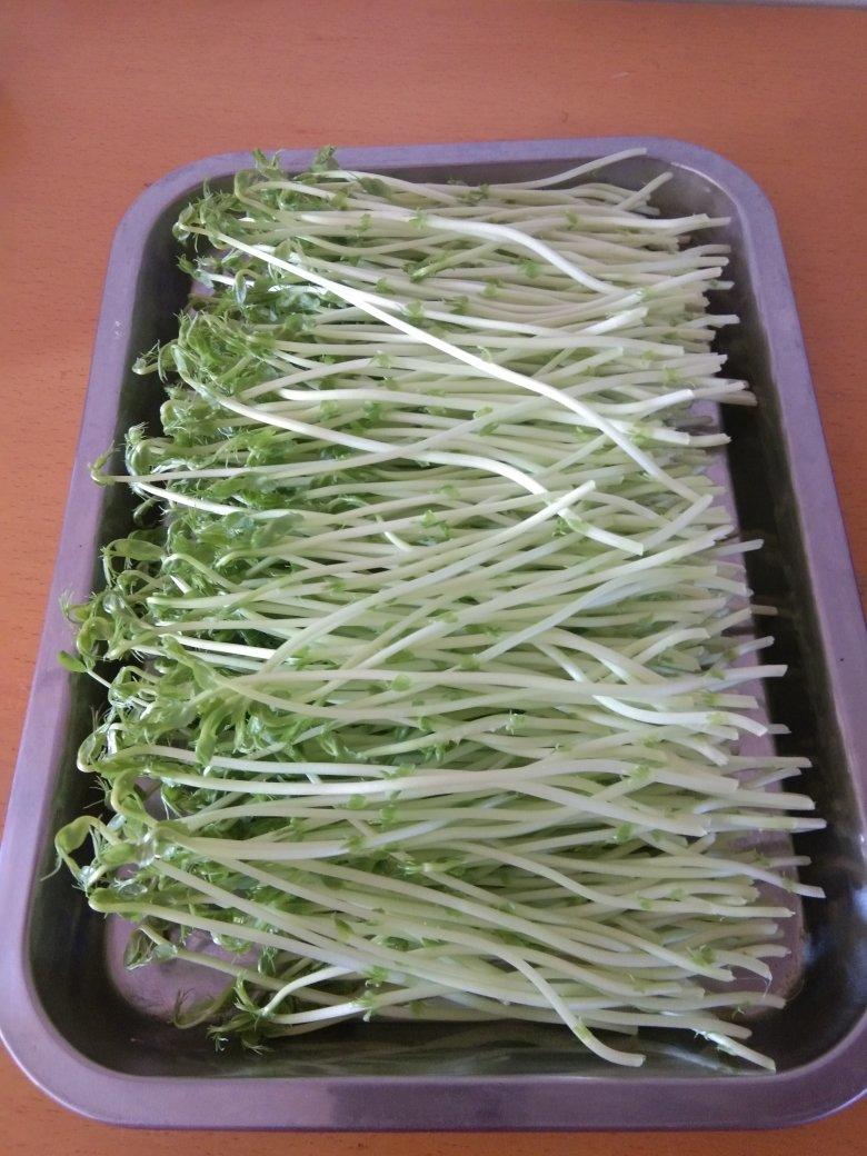 自制豆芽