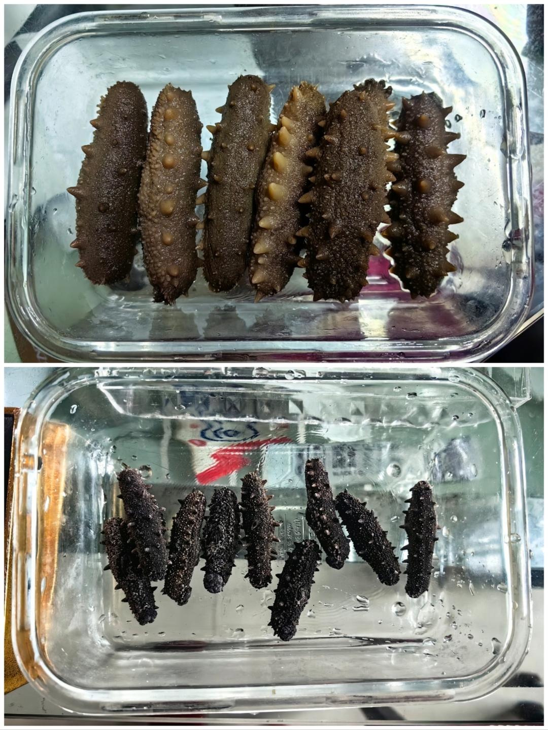 海参泡发全过程【详细详细详细】