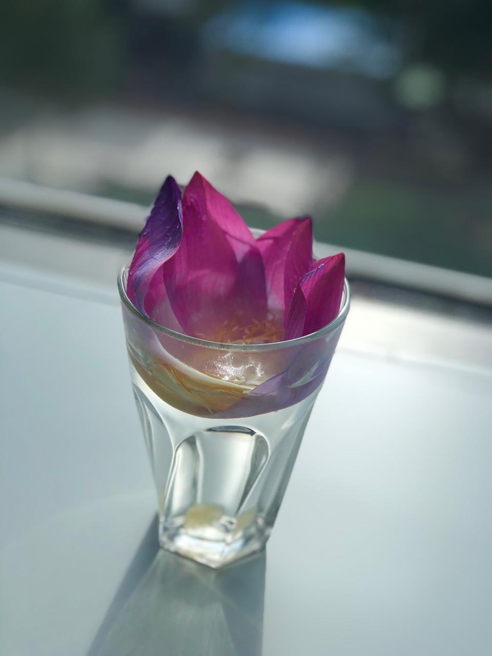 泡一杯有仙气的荷花水