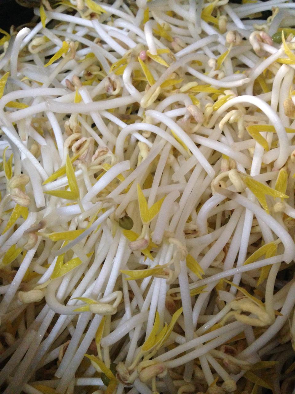 发豆芽，只要两天，不红、不苦，有点甜