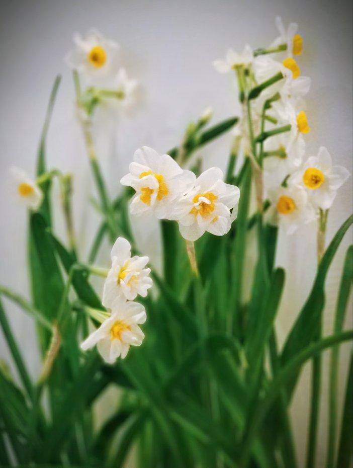 那些花儿