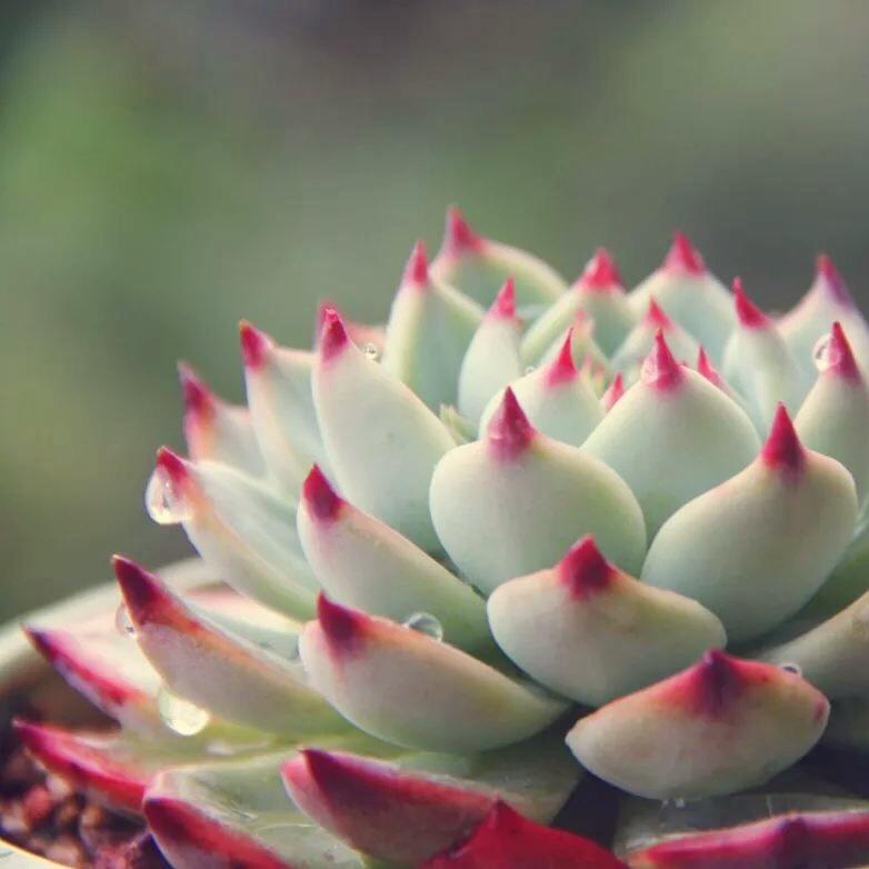 幻幻bora