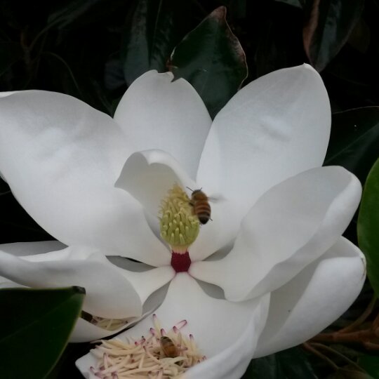 搬一座花园回家