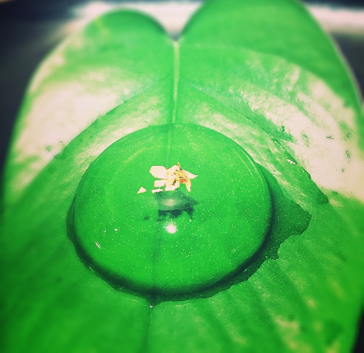 苔痕尚绿做的夏日冰露 - 水晶球信玄饼(翻译自日本的cookpad网站)