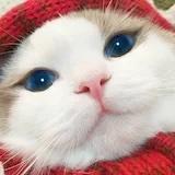 后来的魔法师