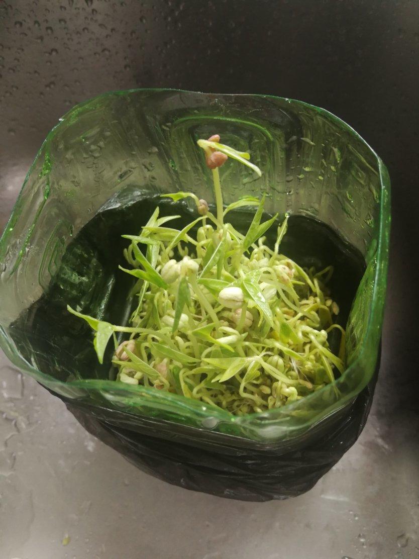 自发豆芽（可乐瓶发豆芽0失败！）