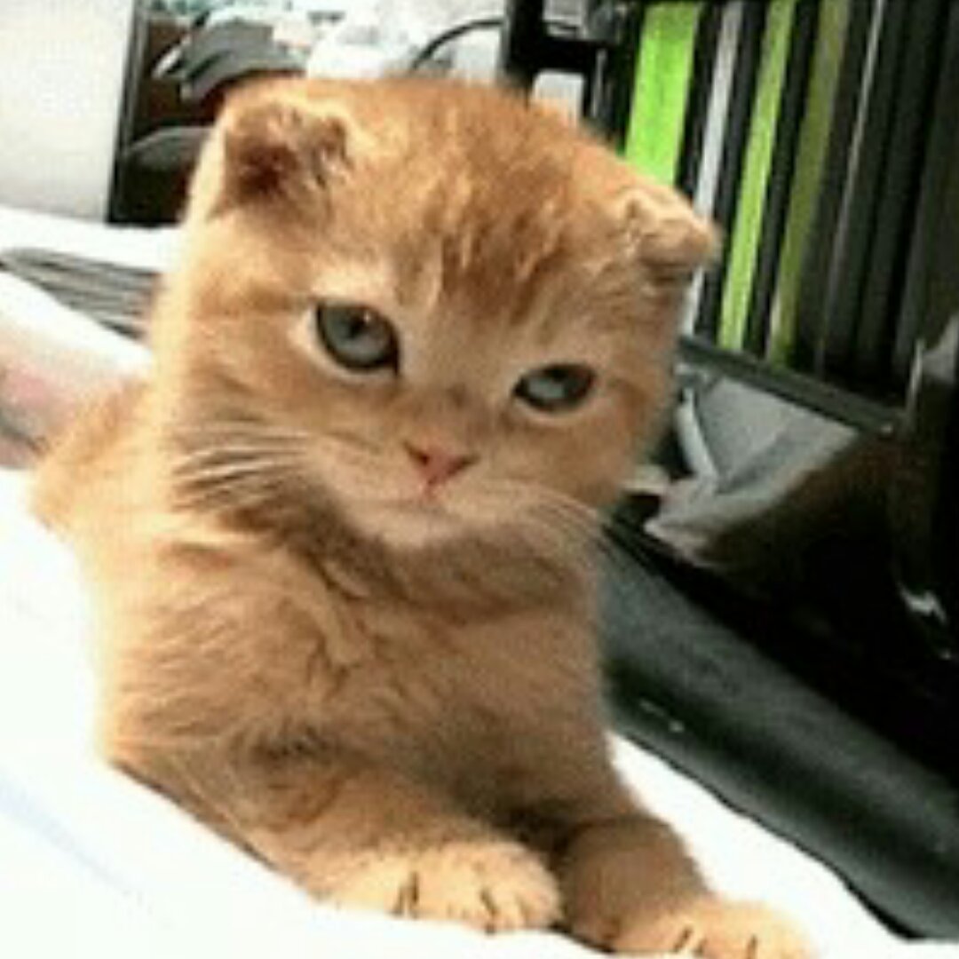 萌萌哒丨小白兔