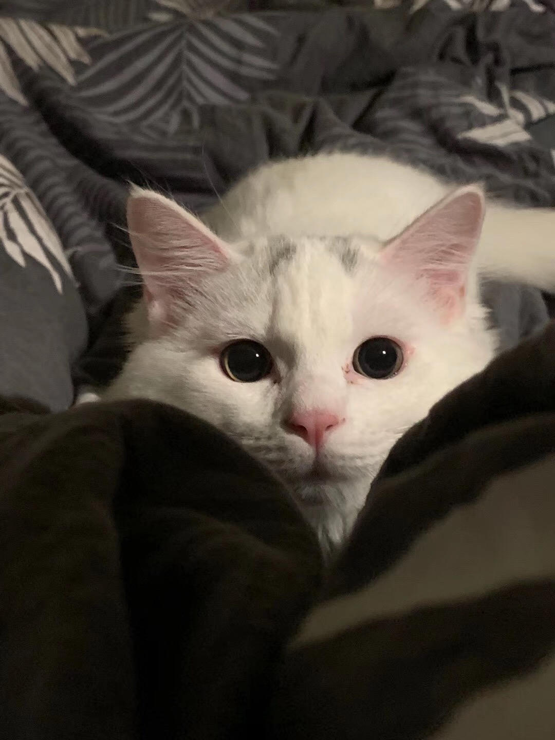 徐非晚的独家秘方