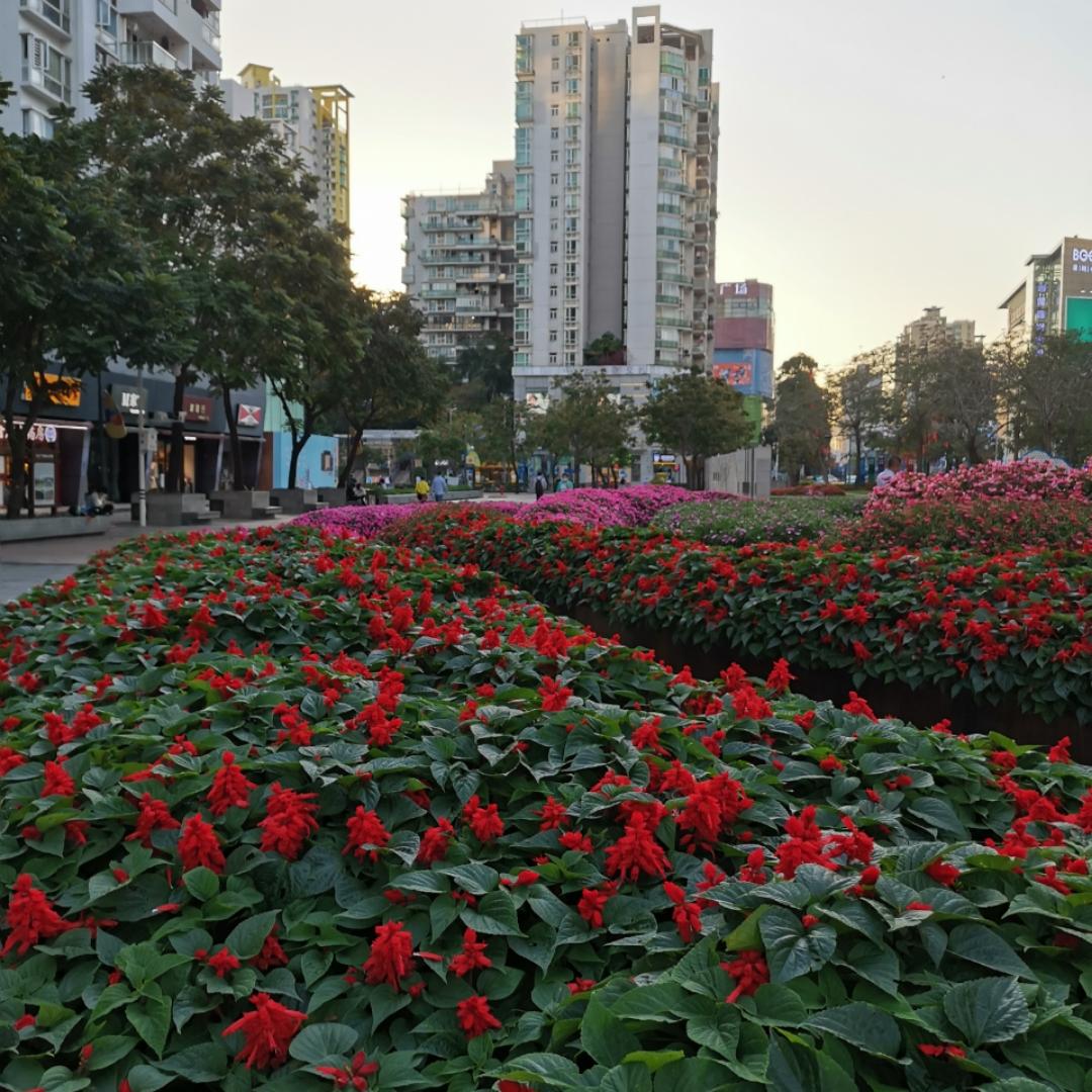 塞外红梅的厨房