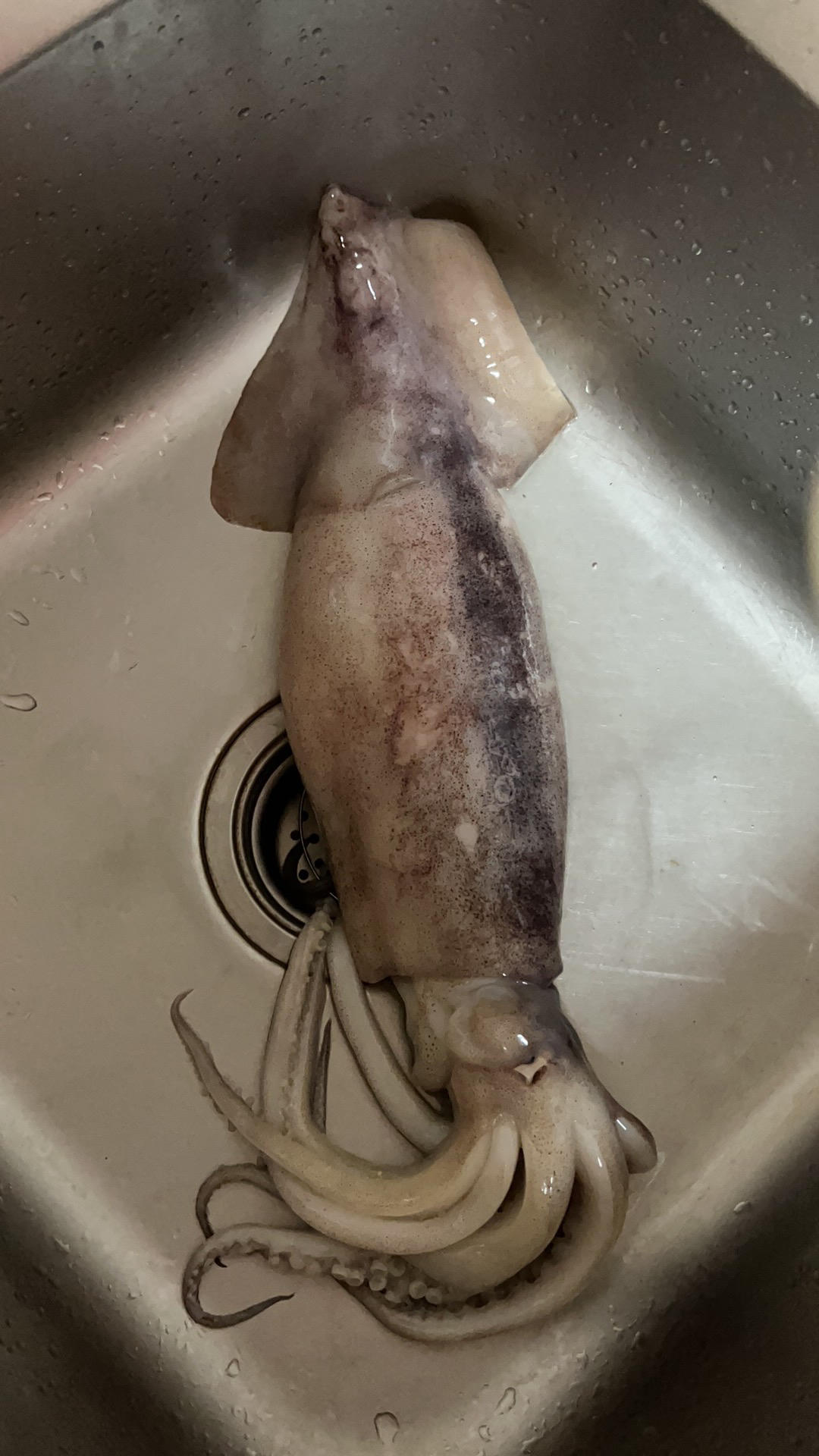 韩式鱿鱼拌饭