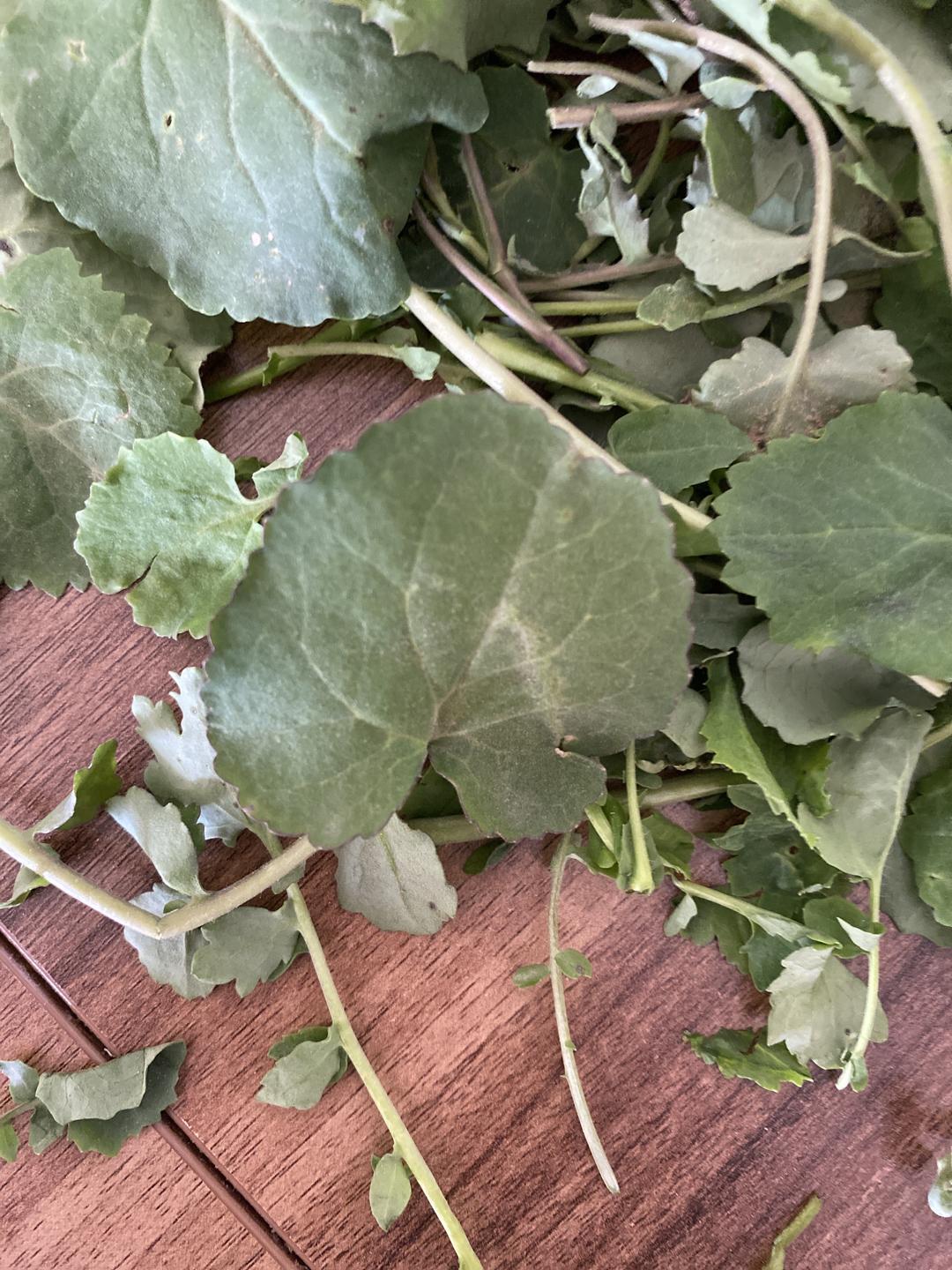 凉拌诸葛菜的做法 步骤1