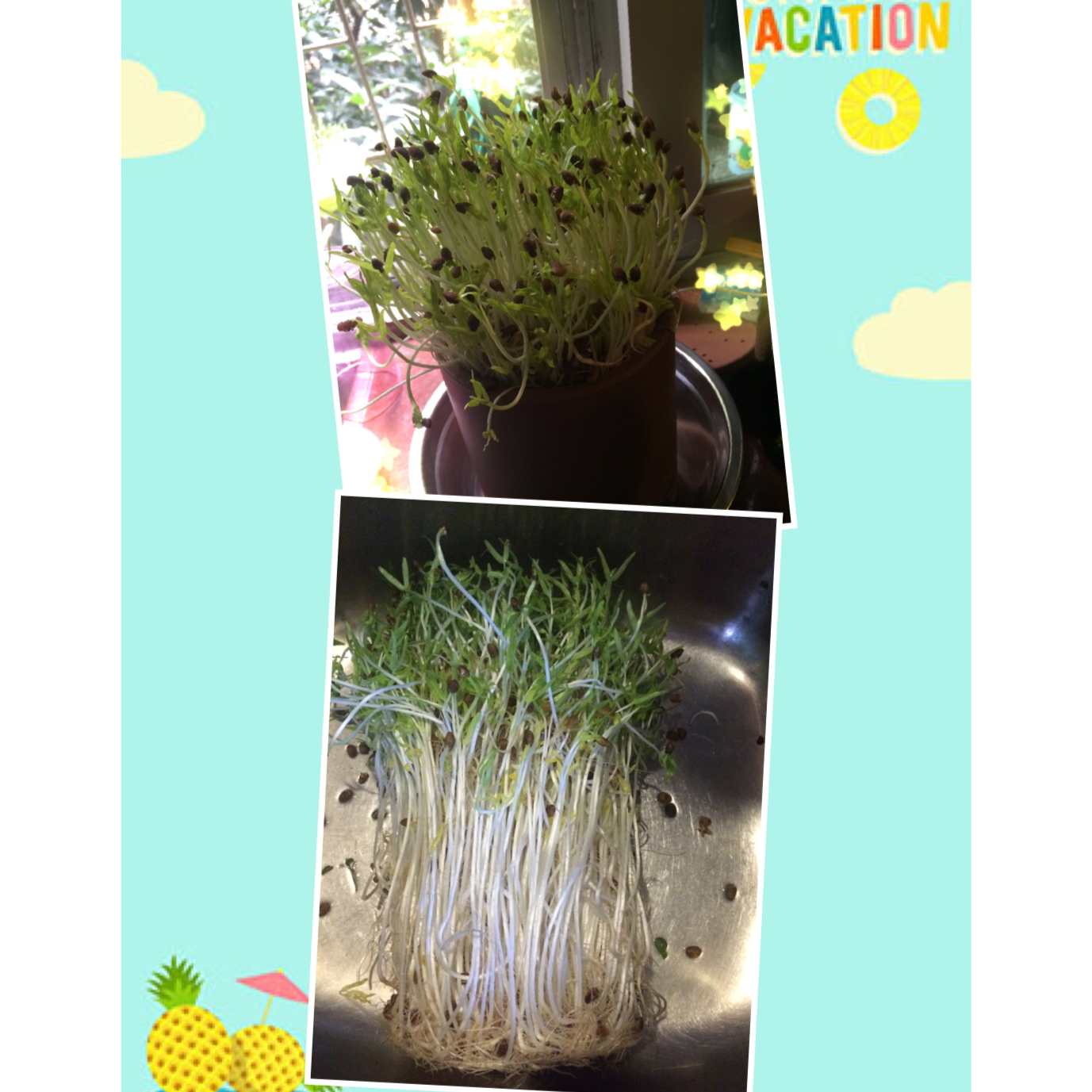 自发豆芽（独家）