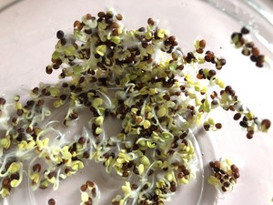 神奇的青花椰苗的做法步骤图 怎么做好吃 Zora的抗癌调养日记 下厨房 神奇的青花椰苗的做法步骤图 怎么做好吃 Zora的抗癌调养日记 下厨房