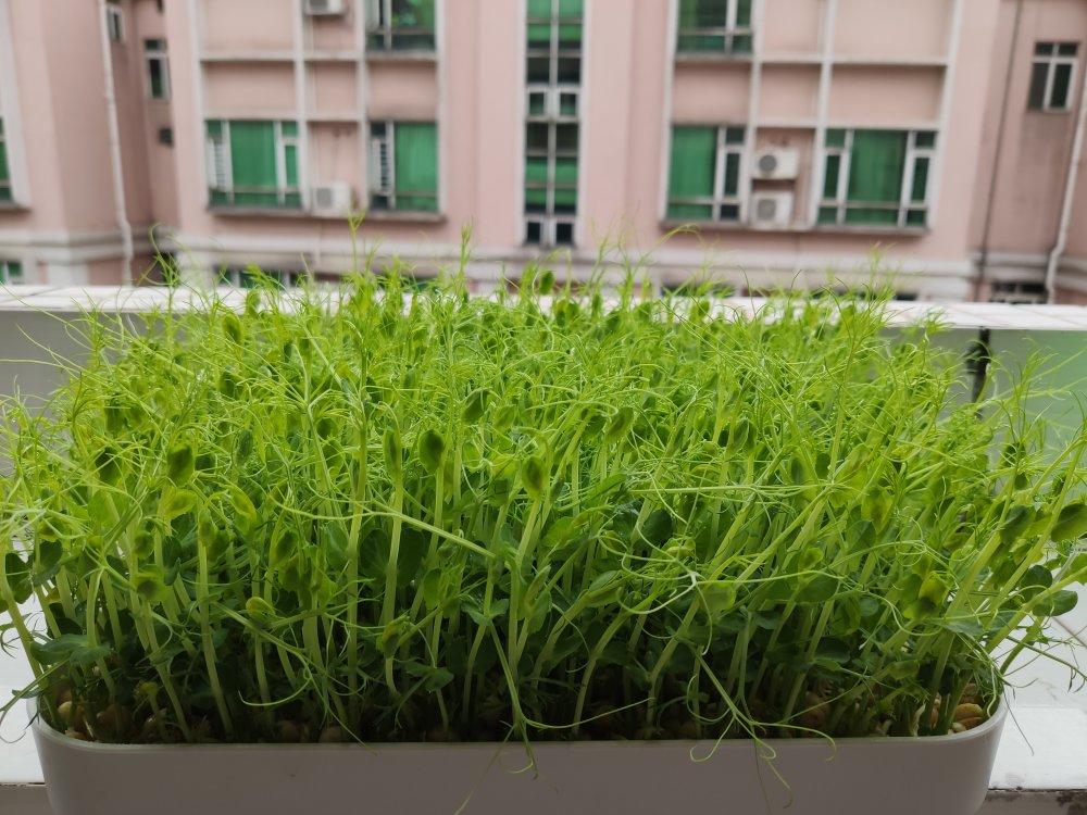 家庭水培豌豆苗