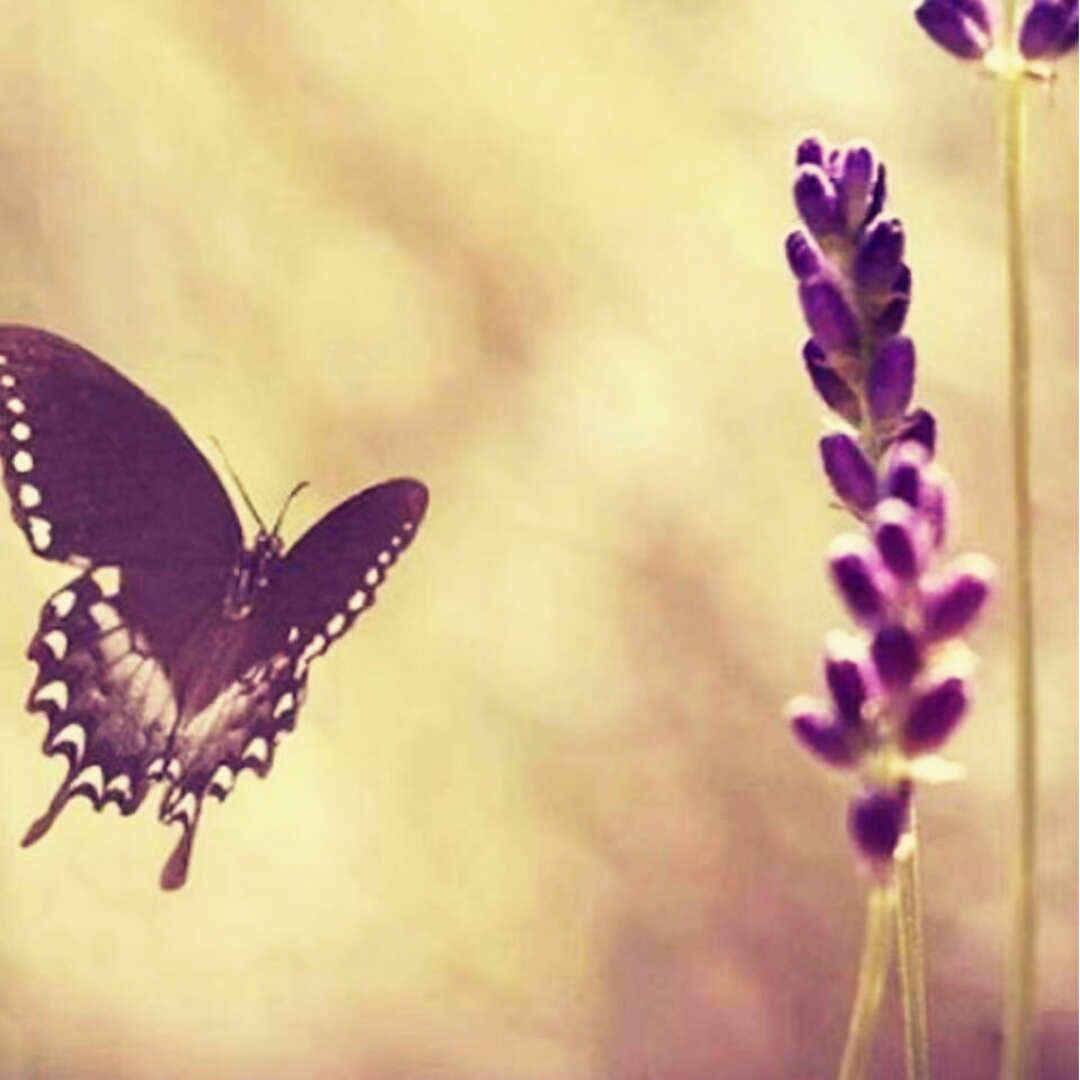 糖紫蝶