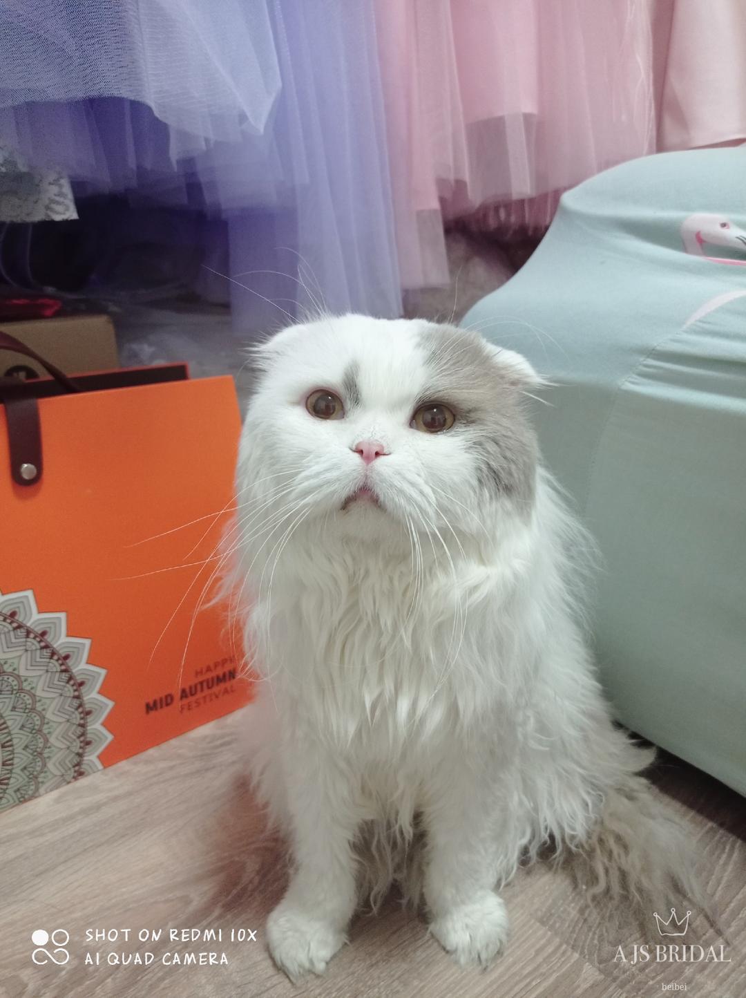 萝卜丝炖虾