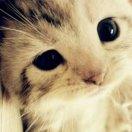 如果云知道笨笨