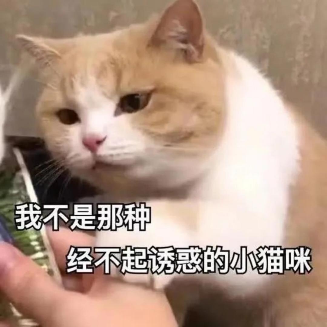 panda骑士