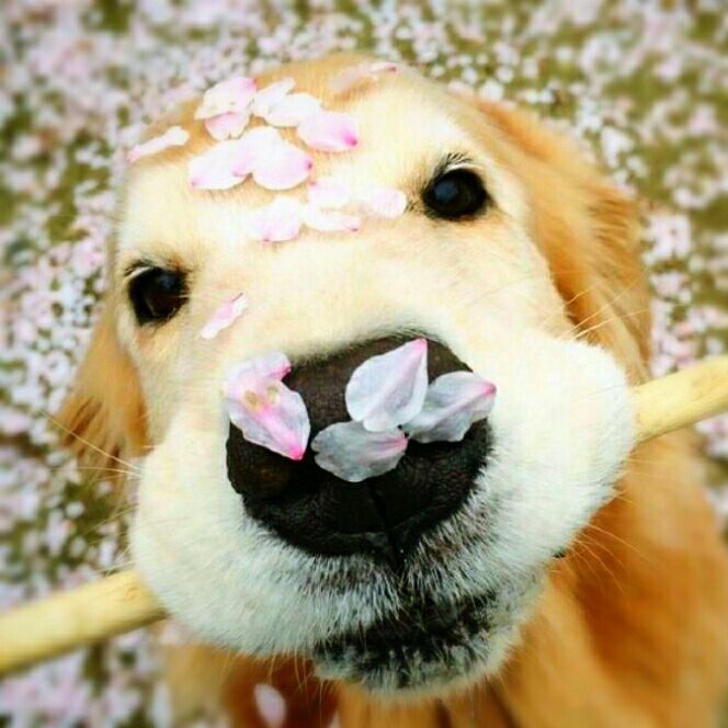 清隽纱