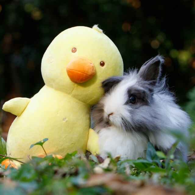 Chan Swan