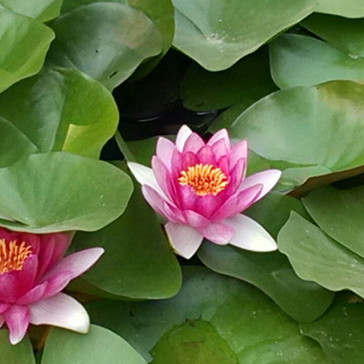 小树苗1998