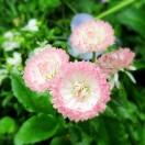 dreammelody