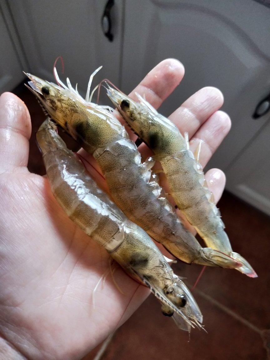 猪肉玉米虾仁饺子