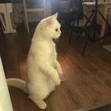 未来百物语