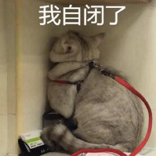 逃出地球的猫