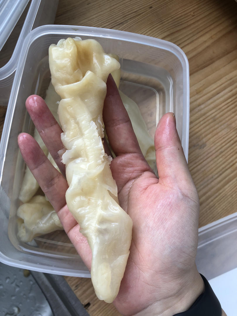 泡发过几百斤花胶的海味店掌柜分享花胶泡发技巧😘（30-35头）