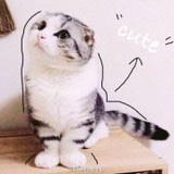 兔八哥没有牙O_o