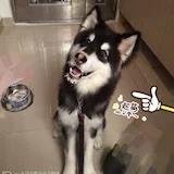 噼里啪啦宝