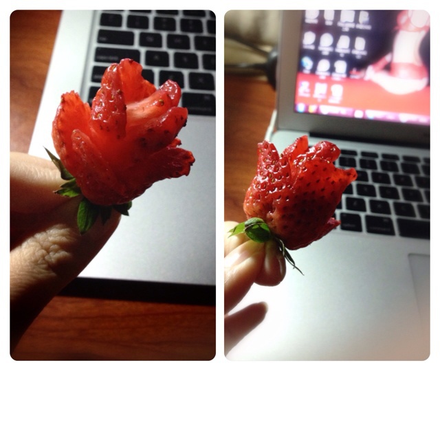 草莓玫瑰花