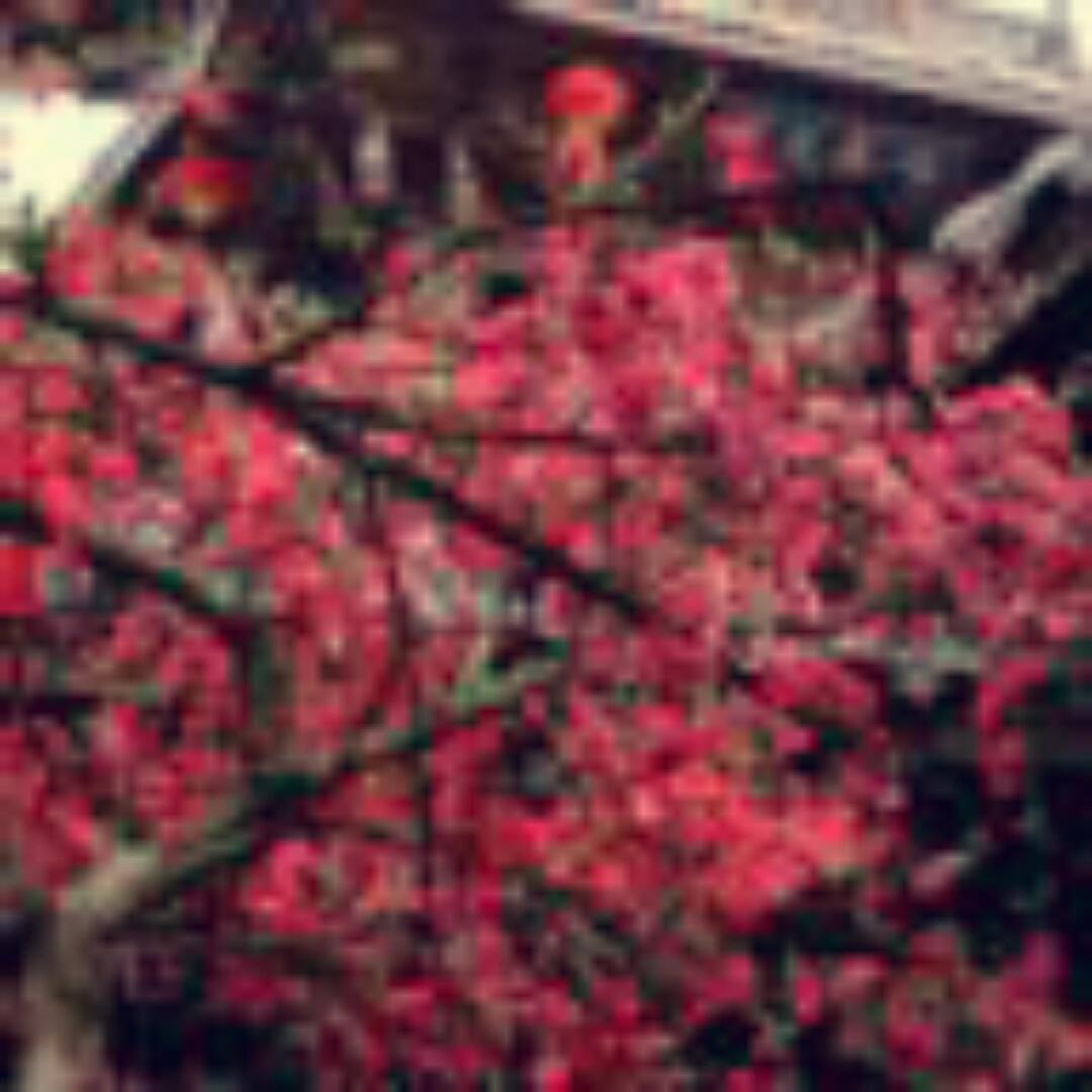 梅花上的小雨珠