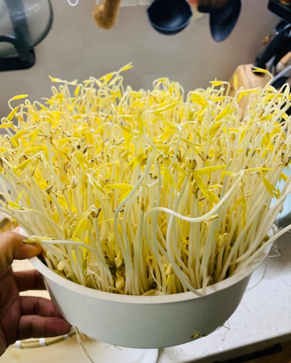 自发豆芽👉👉不用豆芽机版且附操作视频