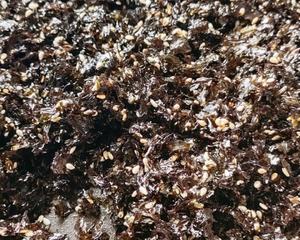 用紫菜做海苔【芝麻海苔碎】超级简单的做法 步骤14