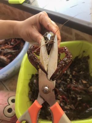 油焖大虾的做法 步骤2