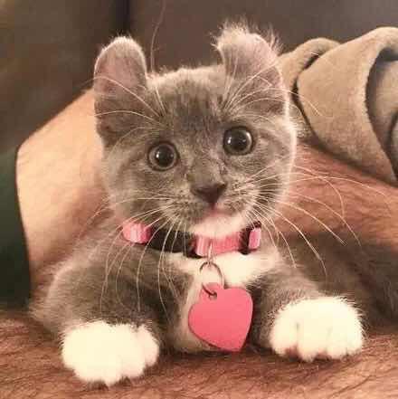 流浪的小蕾猪