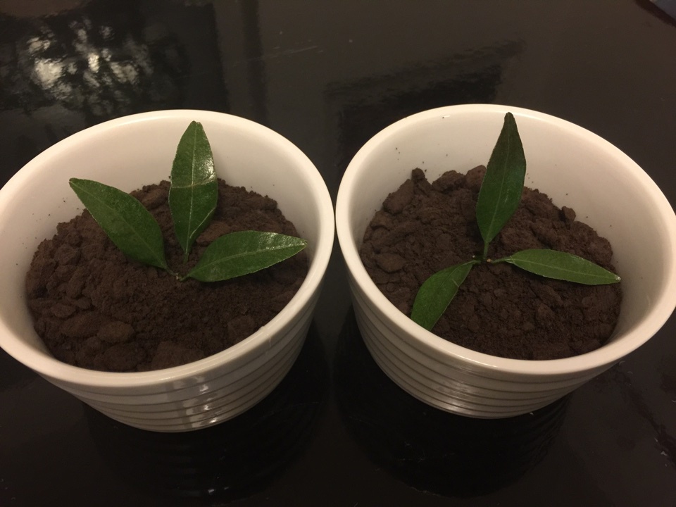 盆栽酸奶