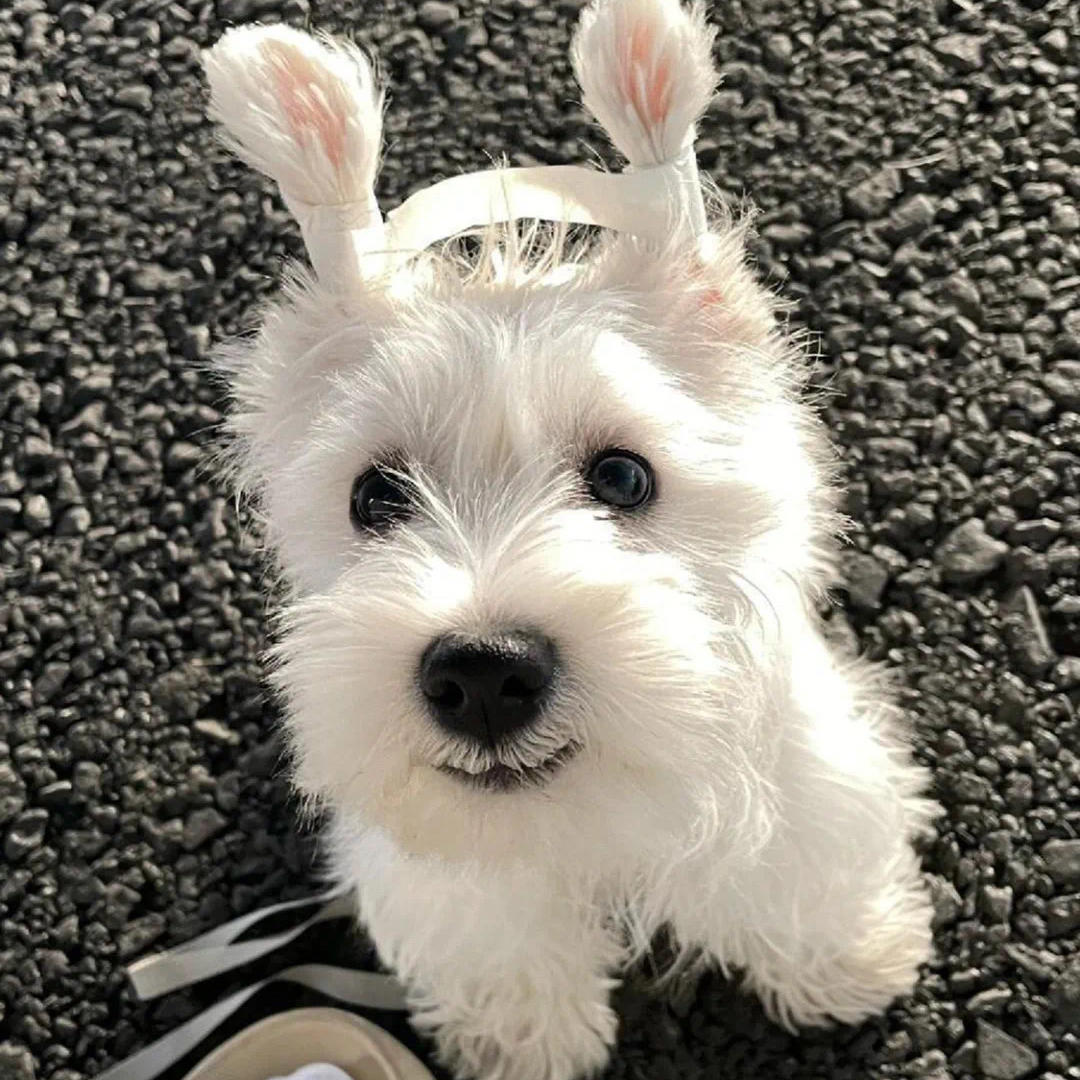 做饭大厨AAA姚董