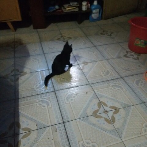 爱吃猫的魚